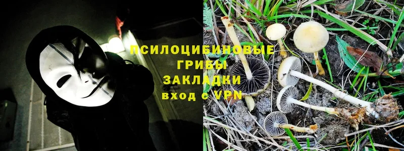 купить  цена  Сосновка  darknet формула  Псилоцибиновые грибы GOLDEN TEACHER 